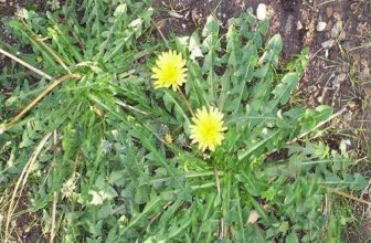 Τώρα ξέρουμε γιατί η Monsanto κυνήγησε τις πικραλίδες: