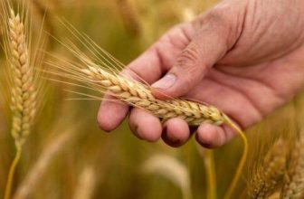 Το Σιτάρι – Μαϊμού !! Η μεγαλύτερη διατροφική αλλαγή που δεν σου είπαν.