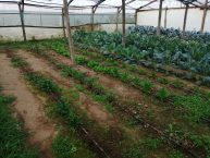 Ο πρωτογενής τομέας μοχλός ανάπτυξης / Δημήτρης Μιχαηλίδης