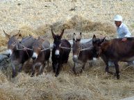 –	Από την εγκατάλειψιν – των «αναγκαιοτέρων επαγγελμάτων»-της αγροτικής ζωής και το ξεπούλημα–αρπαγή της κτηματικής περιουσίας από ξένους.