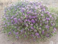 Θυμάρι: Ένα πανίσχυρο βότανο για την υγεία