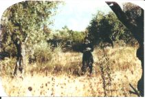 Άγιος Γέροντας π. Παΐσιος / Δεσπότη Κων/νου