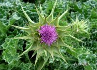 Το Γαϊδουράγκαθο / Αυτάρκεια και Επιβίωση