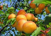 Βερίκοκο για την υγεία, την αναιμία, την δυσκοιλιότητα, την όραση, την ομορφιά και τα κουκούτσια τους για τον καρκίνο / της Αγγελικής Μήλιου*