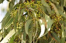 Οι εκπληκτικές ιδιότητες του ευκάλυπτου