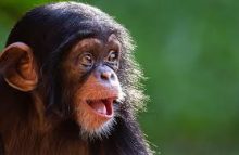 Το «Παγκόσμιο Δίκτυο Υγείας» κήρυξε ως «πανδημία» την ευλογιά των πιθήκων με δελτίο τύπου στο οποίο παροτρύνει τον Π.Ο.Υ να πράξει το ίδιο