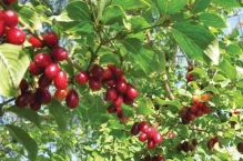 Κρανιά ή μαυροβεργιά. Κράνα μια ελληνική υπερτροφή, φάρμακο για καρδιά, διαβήτη, έντερο, διάρροια, πυρετό. Οι διαφορές με τα κράνμπερι