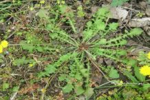 Η ρίζα της πικραλίδας / Κρίση και Επιβίωση