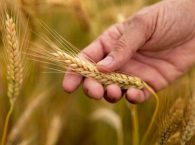 Το Σιτάρι – Μαϊμού !! Η μεγαλύτερη διατροφική αλλαγή που δεν σου είπαν.